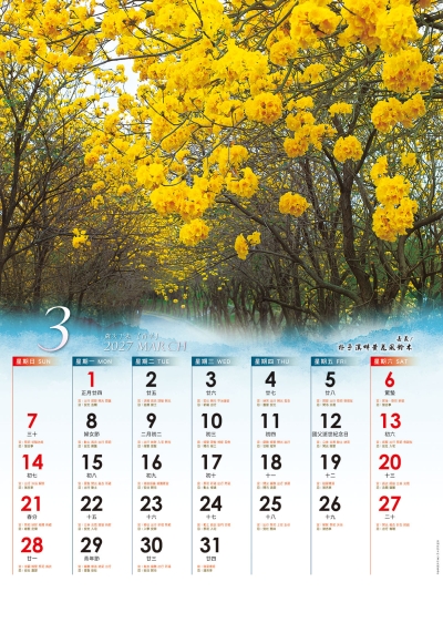 嘉義朴子溪畔黃花風鈴木月曆製作-3月份