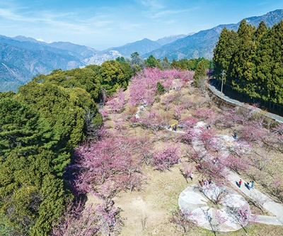 台中和平福壽山農場千櫻園月曆製作-3月份