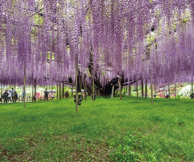 栃木縣足利花卉公園月曆製作-3月份