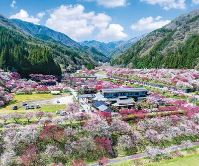 長野縣花桃之里月曆製作-4月份