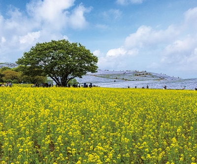 茨城縣國營常陸海濱公園月曆製作-5月份