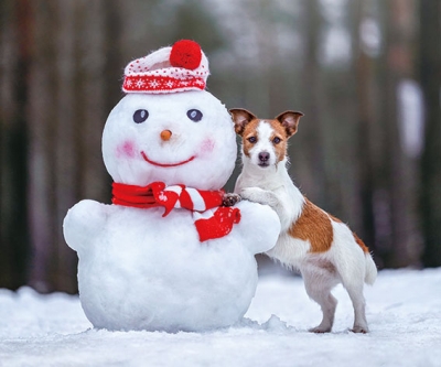 雪地中的傑克羅素梗月曆製作-12月份