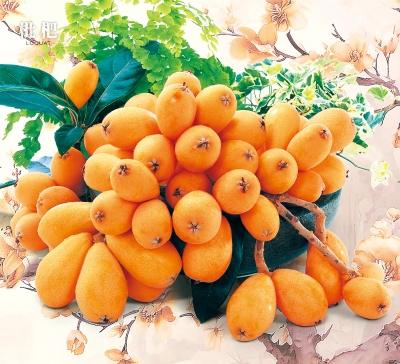 枇杷月曆製作-1月份