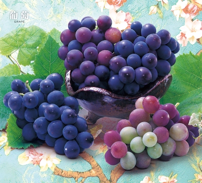 葡萄月曆製作-9月份