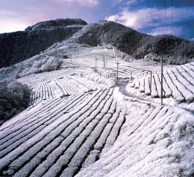 南投茶園月曆製作-12月份