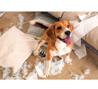 跳耀狗月曆製作-10月份