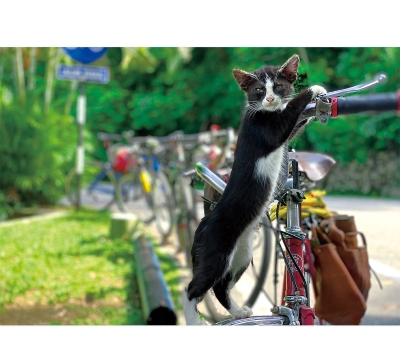 發呆貓月曆製作-11月份