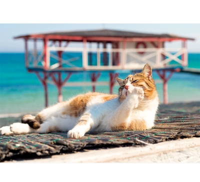 書櫃貓月曆製作-1月份