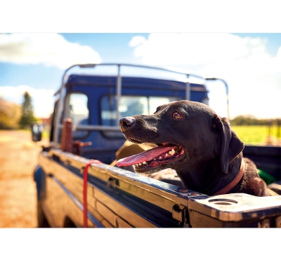 米格魯月曆製作-2月份