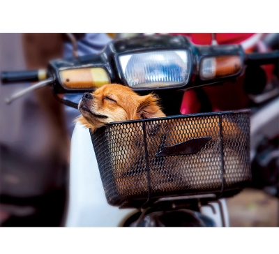 搗亂狗月曆製作-4月份