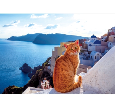 欄杆貓月曆製作-5月份