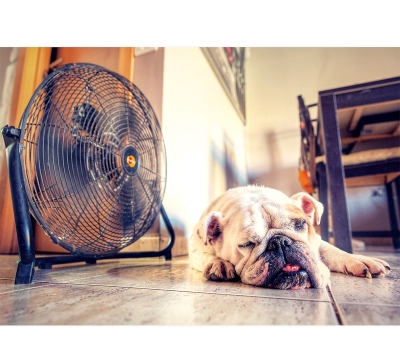 午睡狗月曆製作-6月份