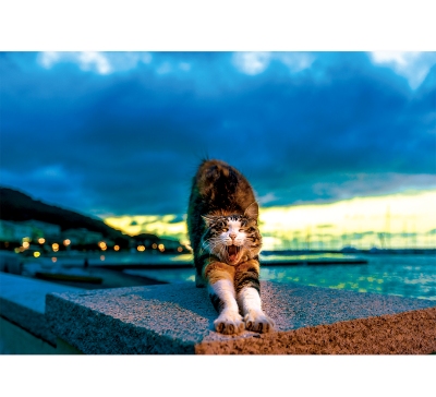 撒嬌貓月曆製作-7月份