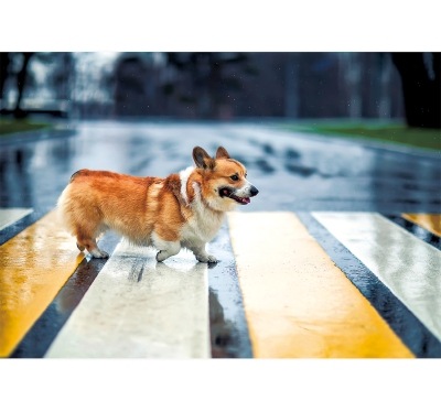 欄杆狗月曆製作-8月份