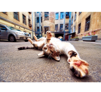 紙箱貓月曆製作-9月份