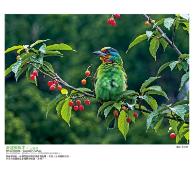 五色鳥月曆製作-4月份