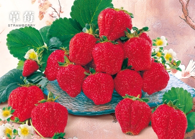 草莓桌曆製作-12月份