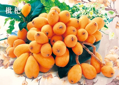 枇杷桌曆製作-1月份