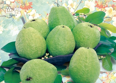 芭樂桌曆製作-4月份