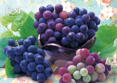 葡萄桌曆製作-9月份