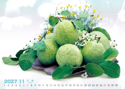 芭樂桌曆製作-11月份