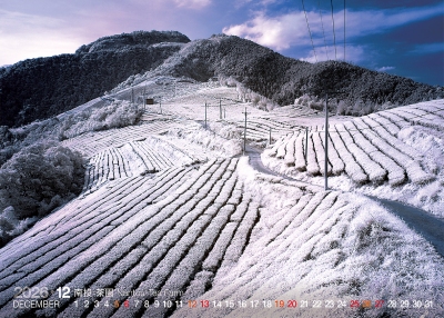 南投茶園桌曆製作-12月份