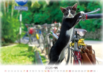 發呆貓桌曆製作-11月份