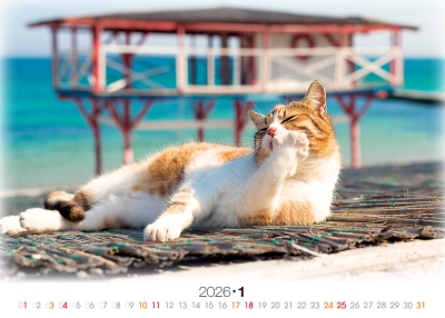 書櫃貓桌曆製作-1月份