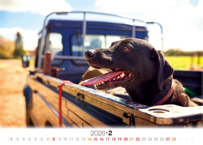 米格魯桌曆製作-2月份