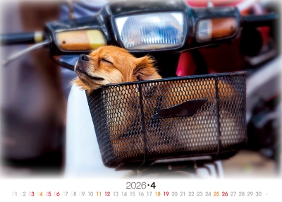 搗亂狗桌曆製作-4月份