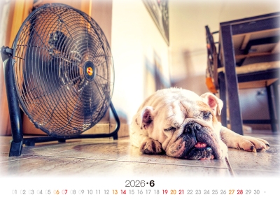 午睡狗桌曆製作-6月份