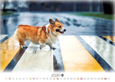 欄杆狗桌曆製作-8月份