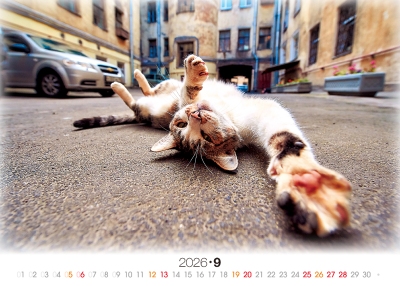 紙箱貓桌曆製作-9月份