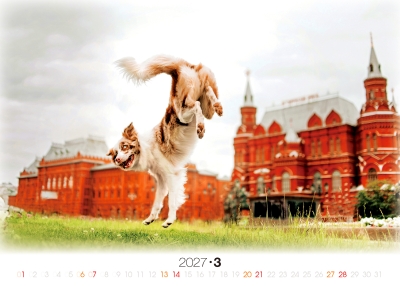 斯科紅場跳躍的邊境牧羊犬桌曆製作-3月份