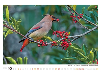朱連雀桌曆製作-10月份