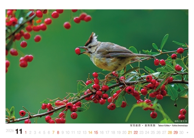 冠羽畫眉桌曆製作-11月份