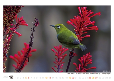 斯氏繡眼桌曆製作-12月份