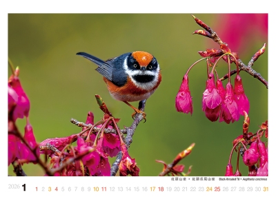 紅頭山雀桌曆製作-1月份