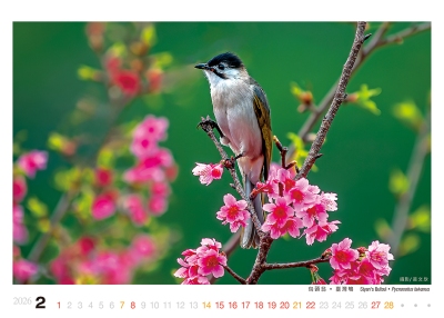 烏頭翁桌曆製作-2月份