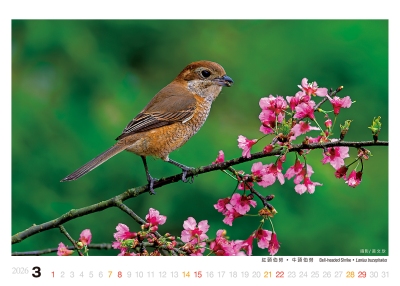 紅頭伯勞桌曆製作-3月份