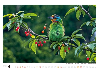 五色鳥桌曆製作-4月份