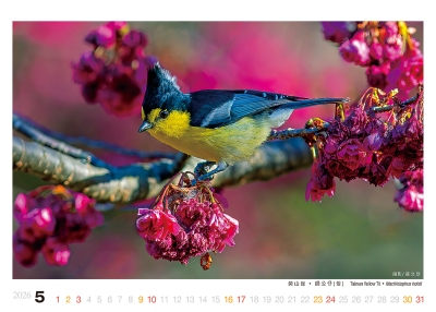 黃山雀桌曆製作-5月份