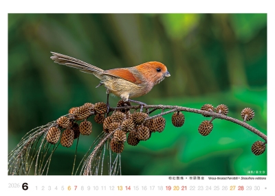 粉紅鸚嘴桌曆製作-6月份