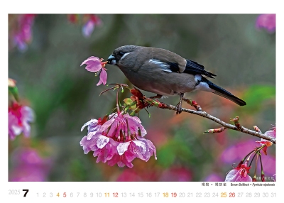 褐灰雀桌曆製作-7月份
