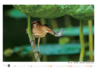 黃小鷺桌曆製作-8月份