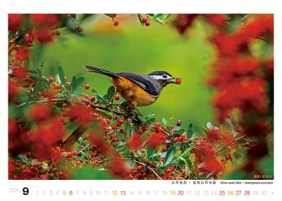 白耳畫眉桌曆製作-9月份
