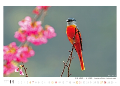 紅山椒鳥桌曆製作-11月份