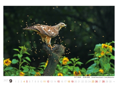 鳳頭蜂鷹桌曆製作-9月份